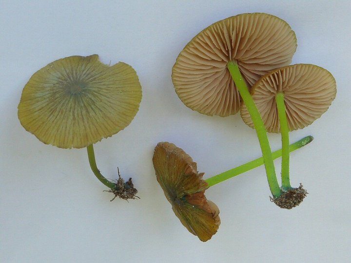 P1080164 EntolomaIncanum cc crp small22